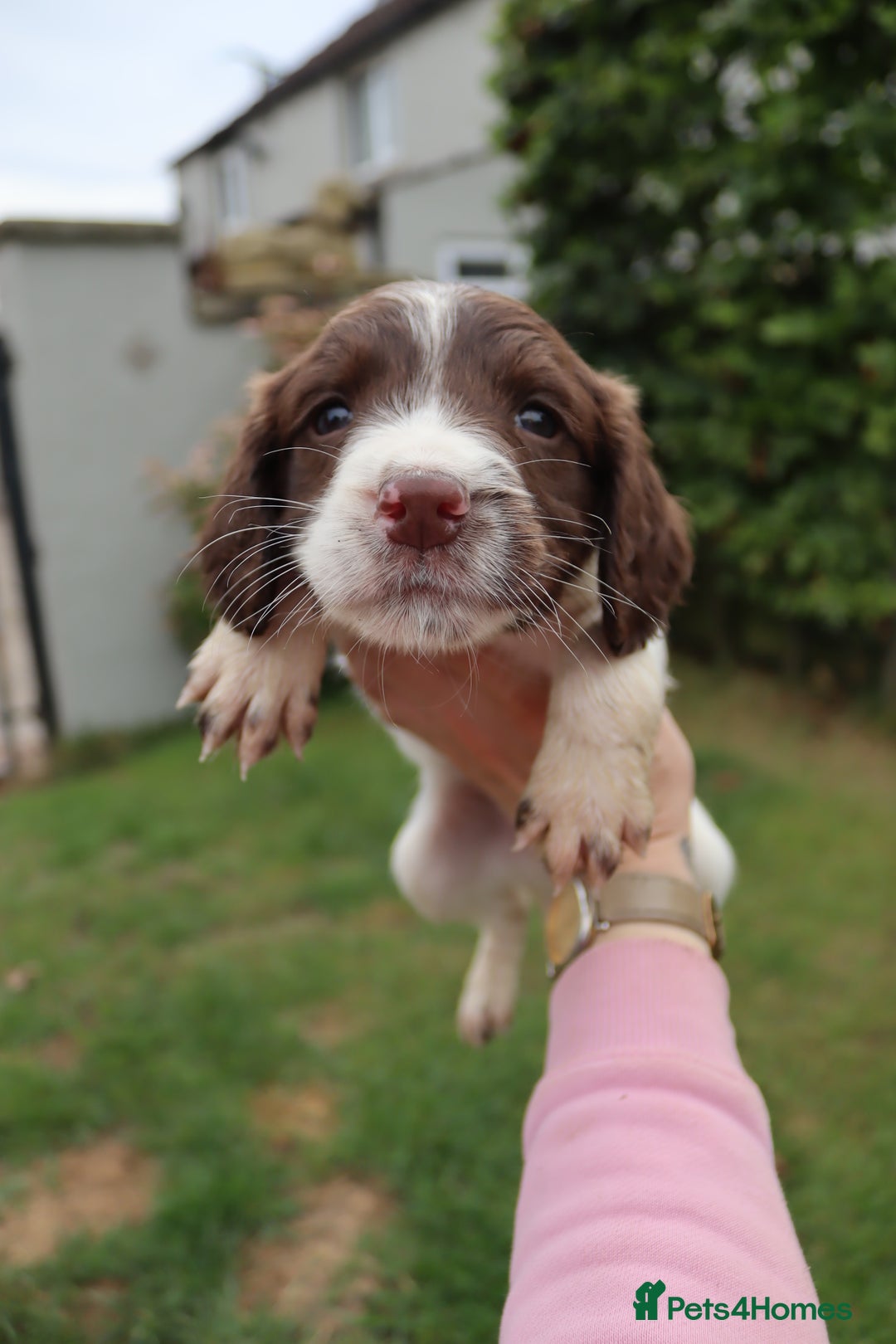 English Springer Spaniel dogs for sale: 2 Lovely Male Springer Spaniels - Image 5