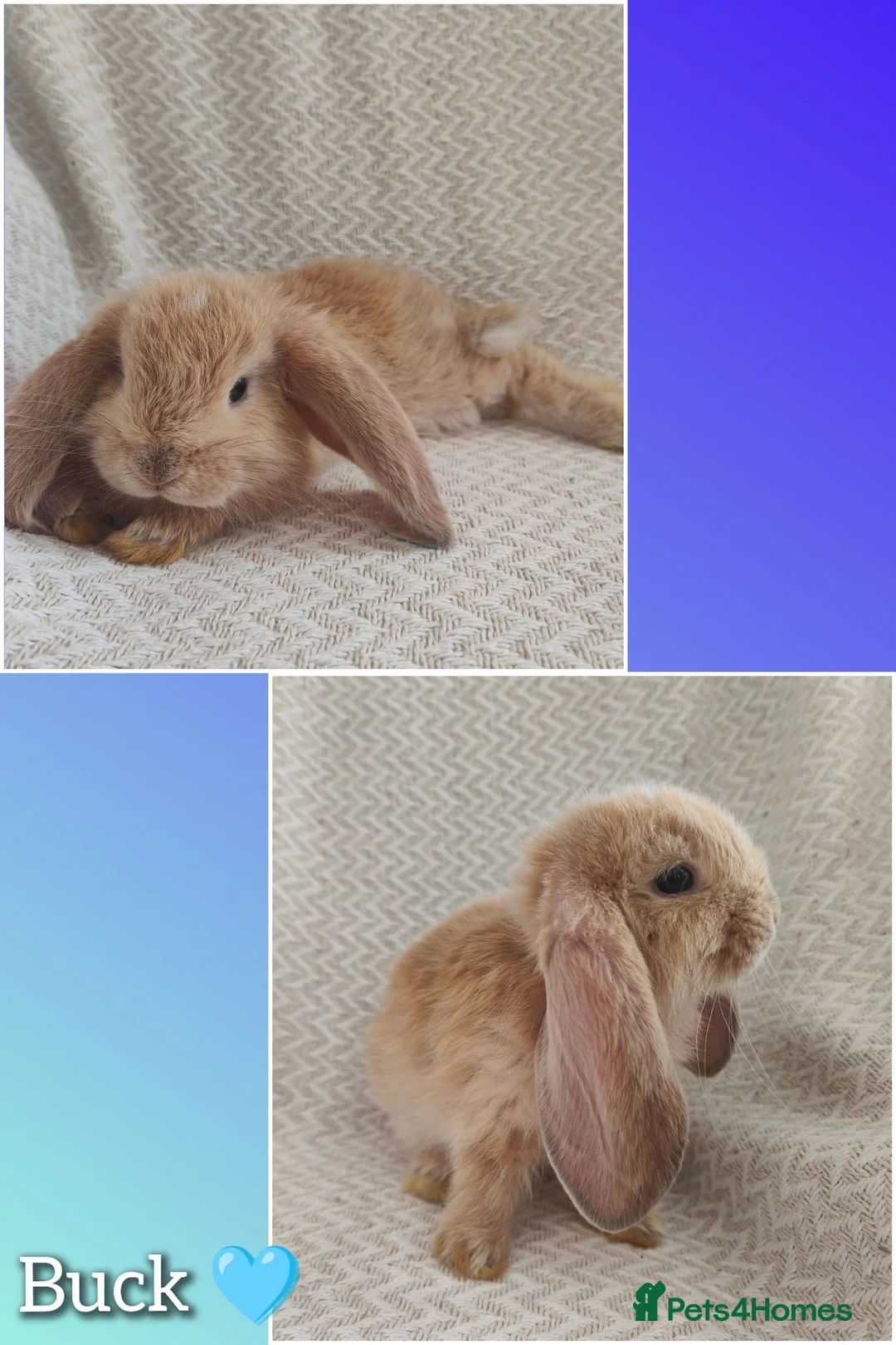 French Lop rabbits for sale: Giant french lops  - Advert 2