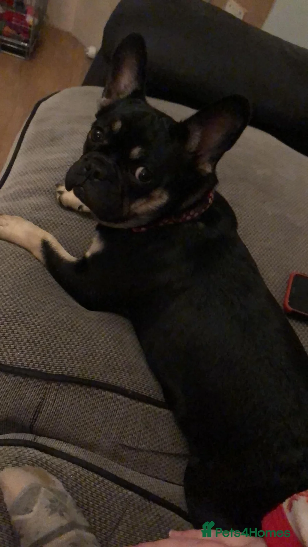 Frug dogs for sale: Female Frug - Advert 17
