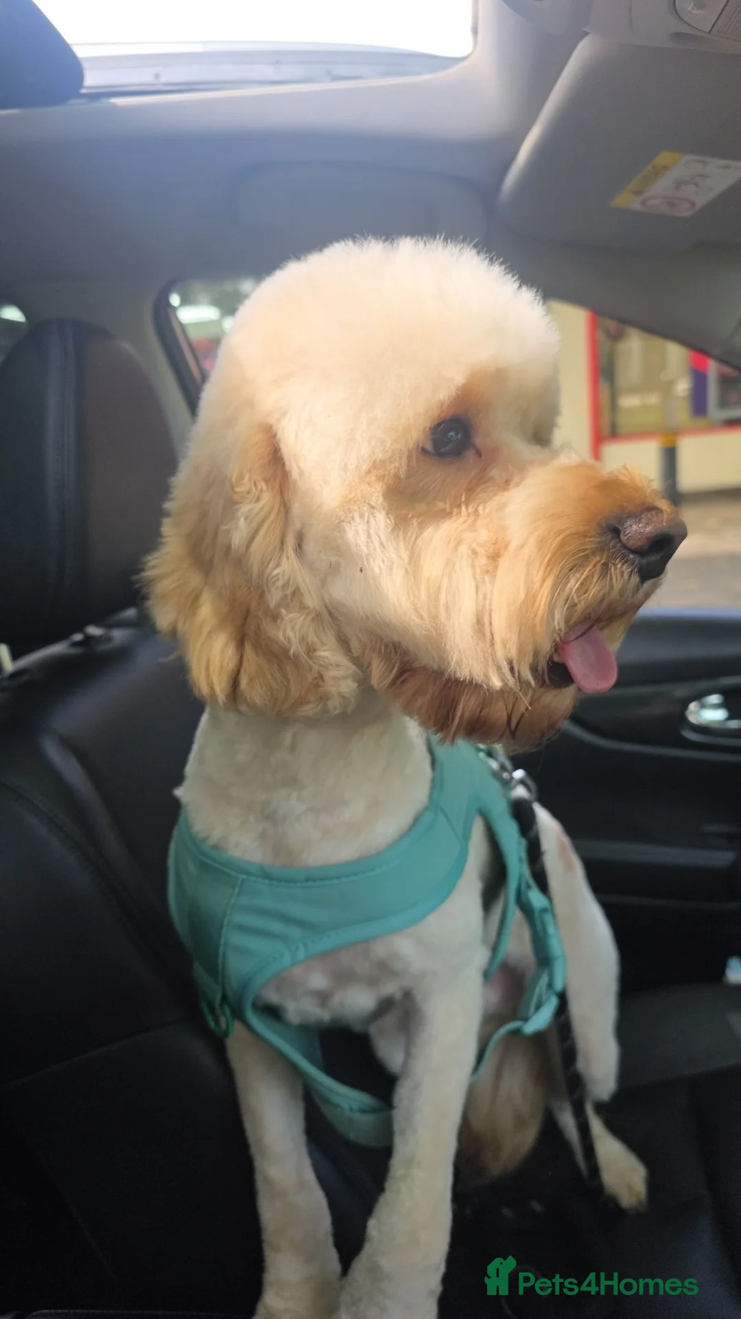 Cockapoo dogs for sale: Cockerpoo in Liverpool - Advert 15