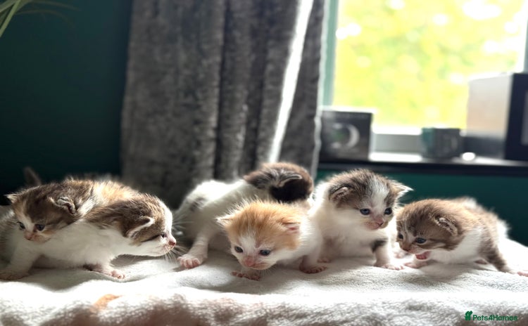 Norwegian Forest Cat cats - Advert 14
