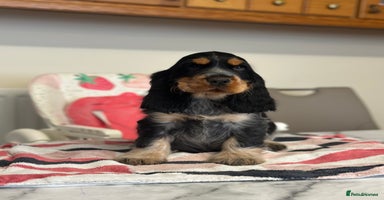 Cocker Spaniel dogs - Advert 7