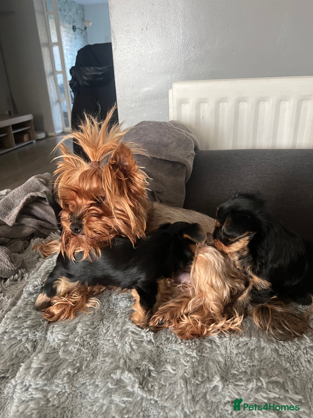Yorkshire Terrier dogs for sale: Sweet Mini Yorkie Girls Ready to Melt Your Heart - Advert 2