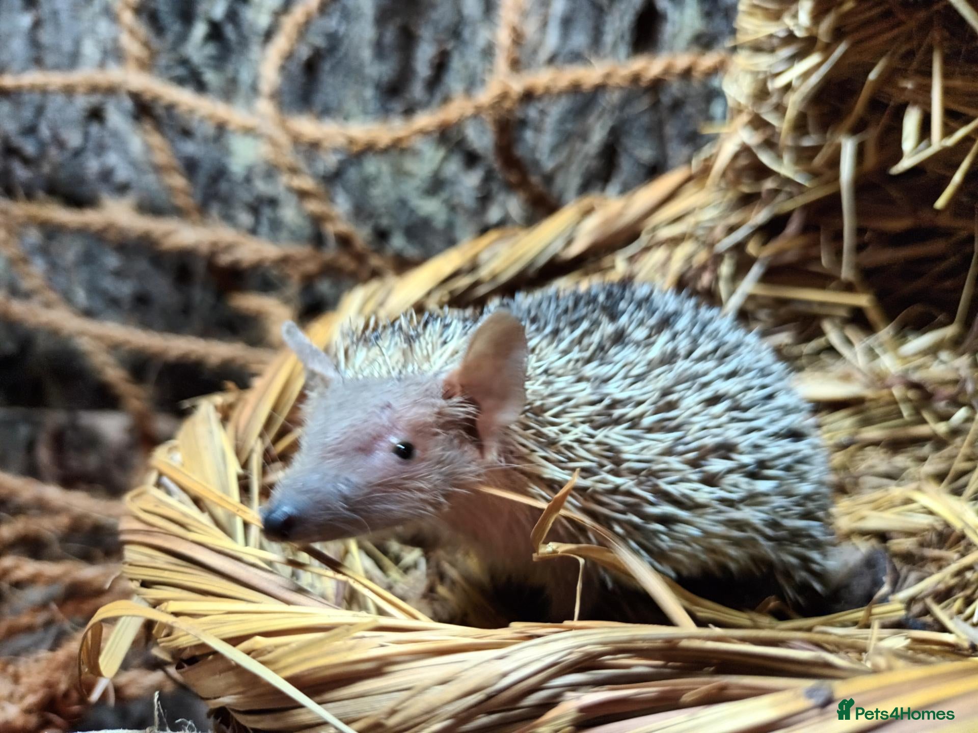 Mixed Breed reptiles Lesser Hedgehog Tenrecs - Advert 1