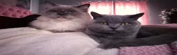 British Shorthair cats for sale: British shorthair (saffron) - Advert 6