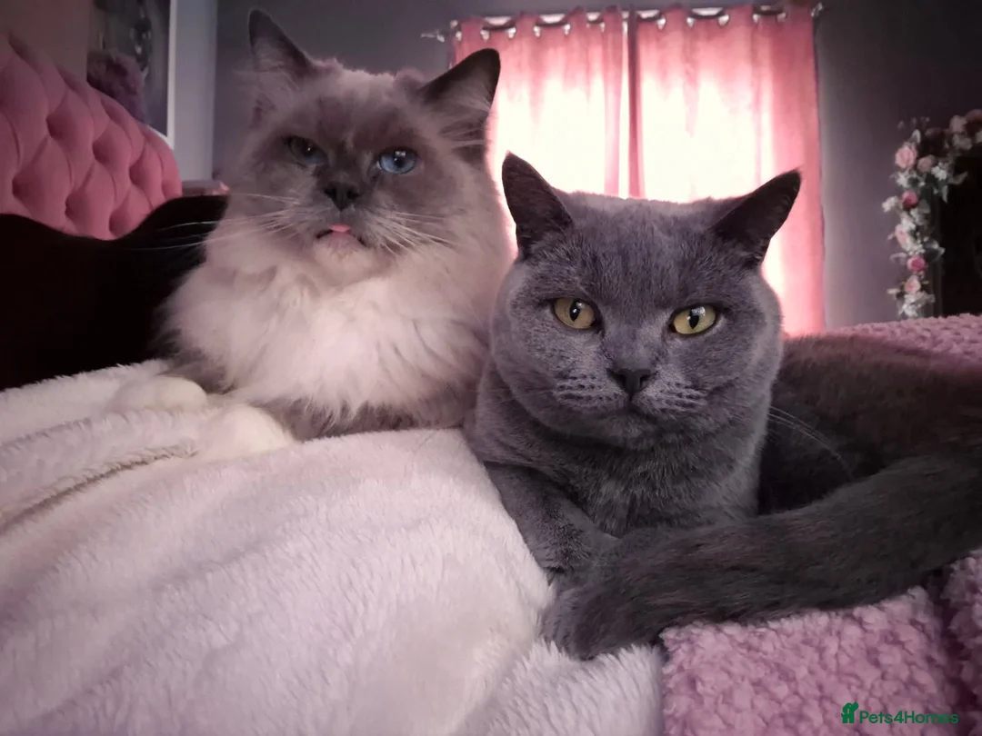 British Shorthair cats for sale: British shorthair (saffron) - Advert 6