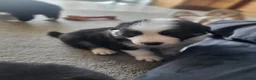 Border Collie dogs for sale: Home raised family border collie puppies in Knutsford - Advert 7