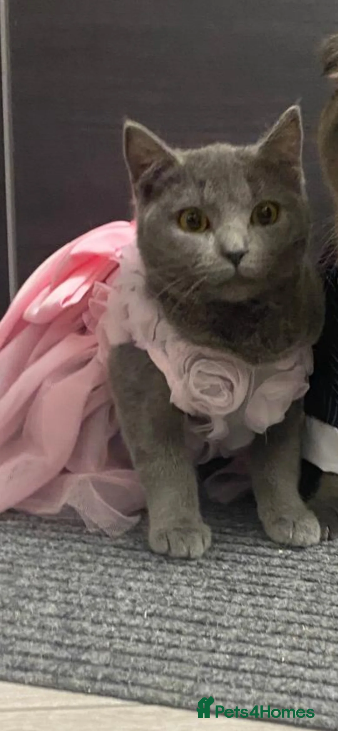 British Shorthair cats for sale: Female british shorthair- URGENT SALE - Advert 1