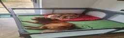 Golden Retriever dogs for sale: Puppies  - Advert 10