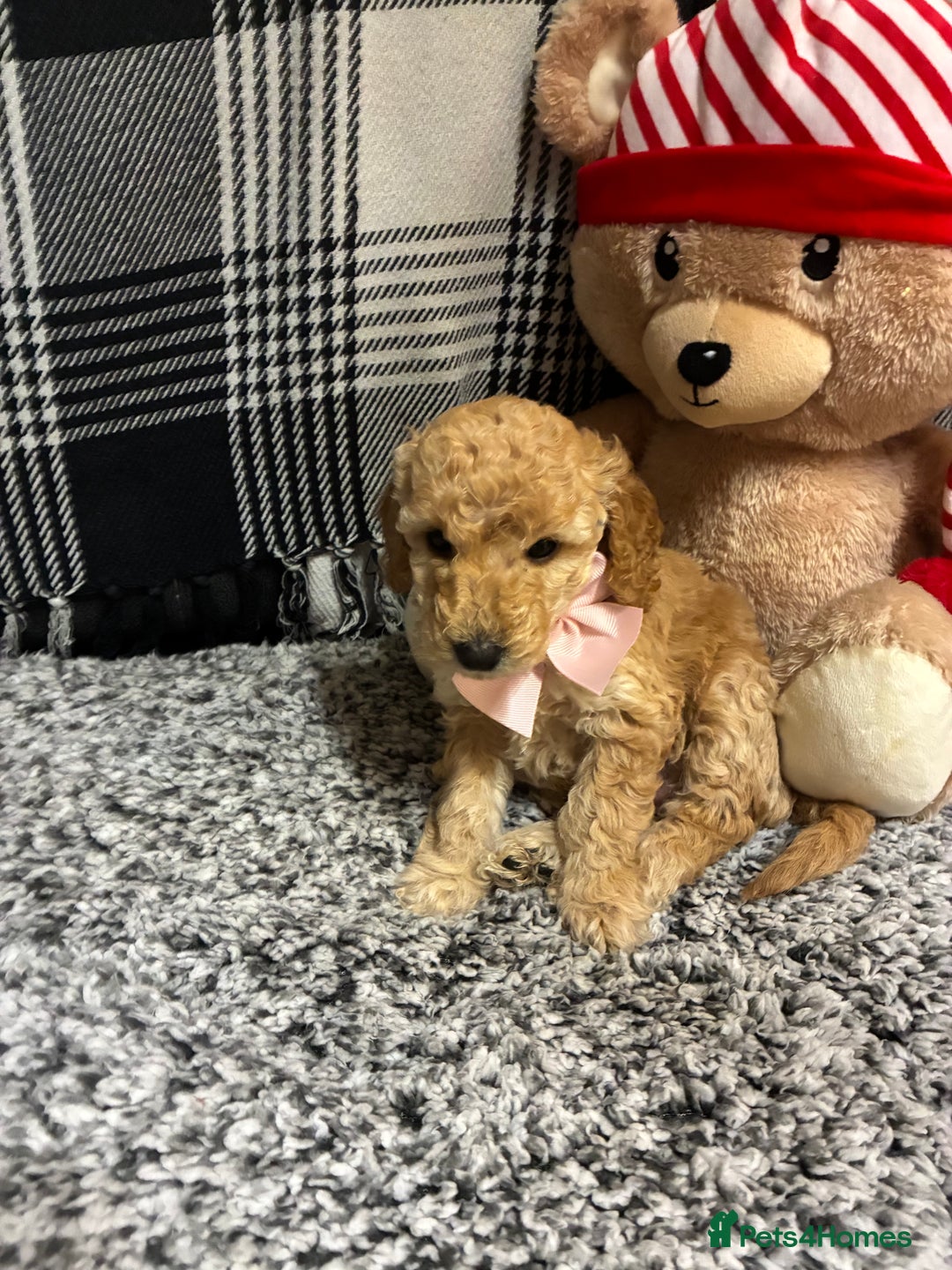 Miniature Poodle dogs for sale: miniature poodles  - Advert 15
