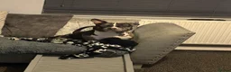 American Bully dogs for sale: Male Merle pocket bully  in Portsmouth - Advert 16