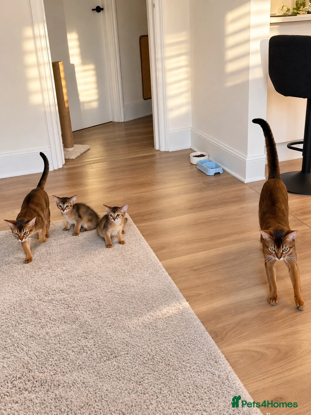 Abyssinian cats for sale: Two Abyssinian kittens 1 male and 1 female  - Advert 4