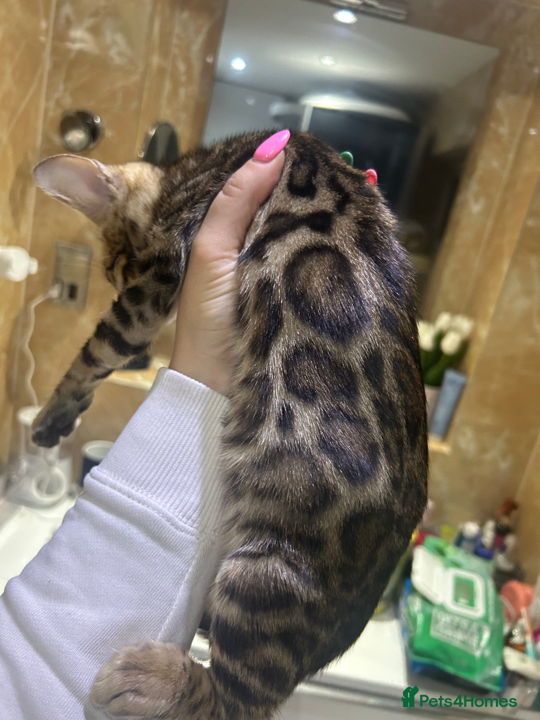 Bengal cats for sale: Champion bloodline Bengal kittens - Advert 3