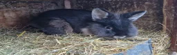 Lionhead rabbits for sale: Lovely, young, affectionate, friendly lionhead boy - Advert 7
