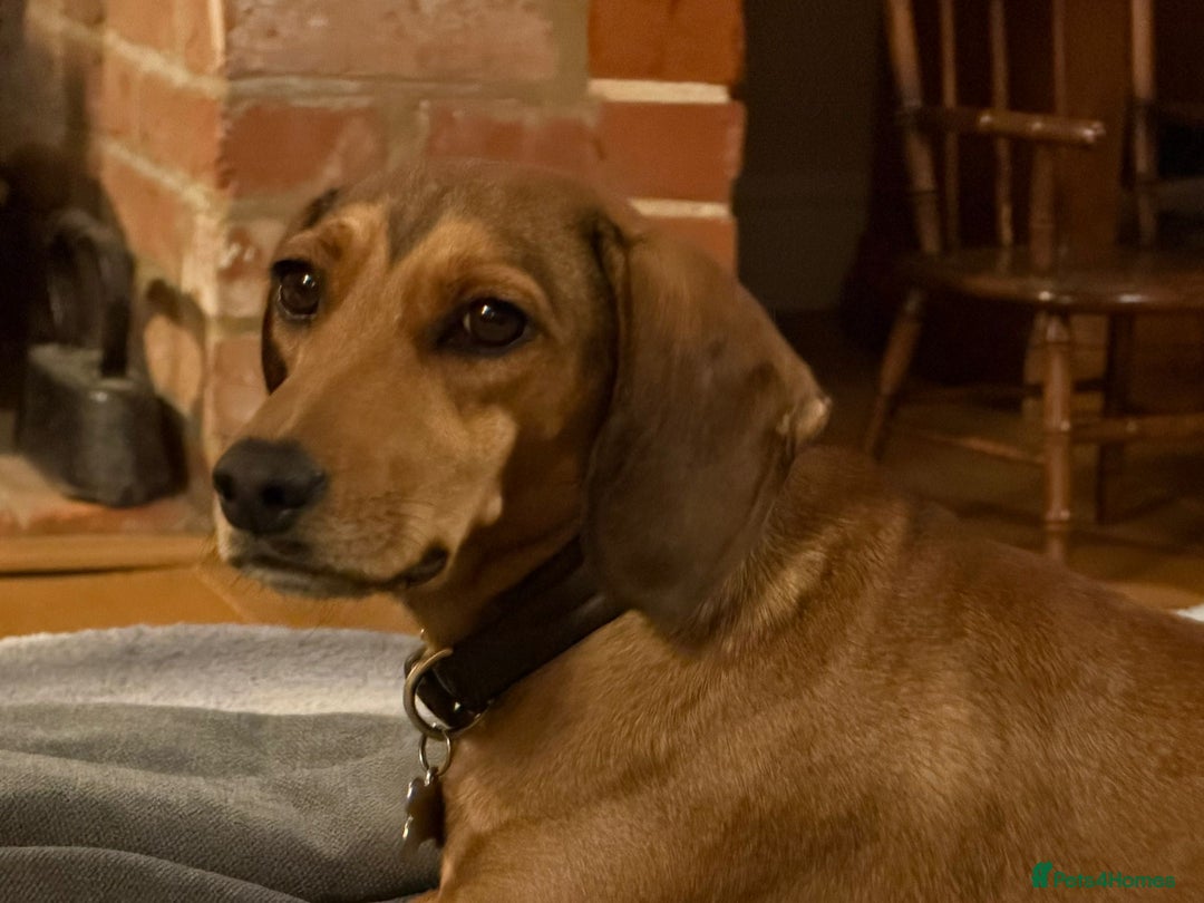 Mixed Breed dogs for adoption: Chara heartmelting 18 month Tripod beauty  - Advert 4