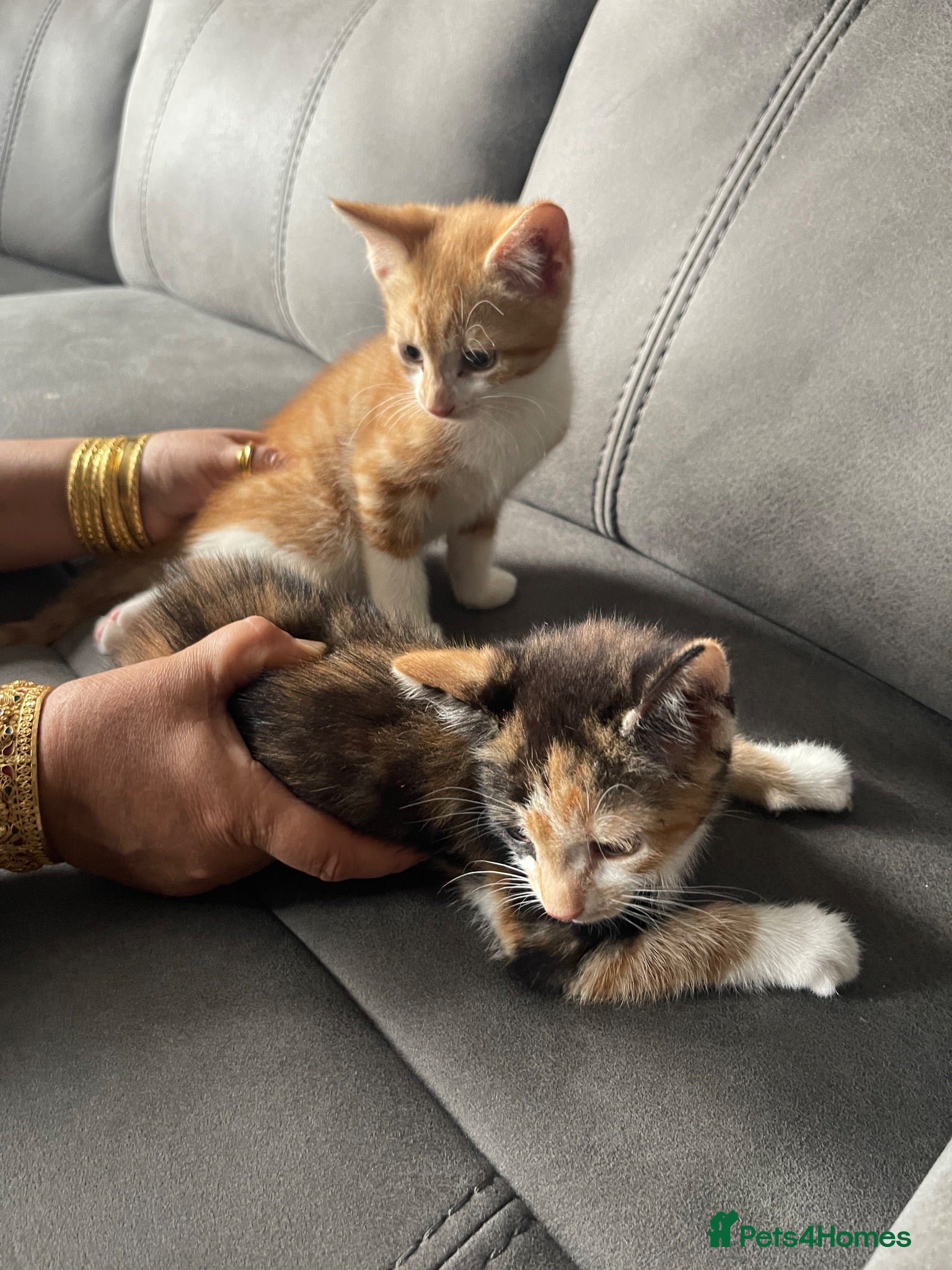 Mixed Breed cats 3 beautiful male kittens for sale £170 EACH - Advert 1