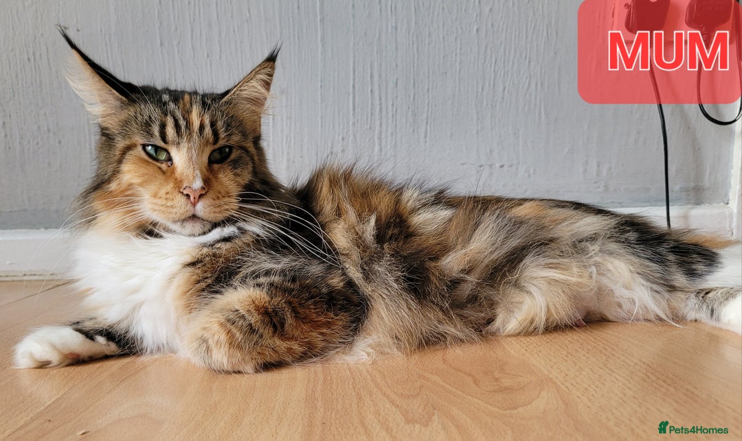 Maine Coon cats for sale: Xl Mainecoon red,silver girl  - Advert 3
