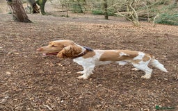Cocker Spaniel dogs for stud: KC Reg Show Cocker Spaniel- Extensively DNA tested in Warrington - Image 3