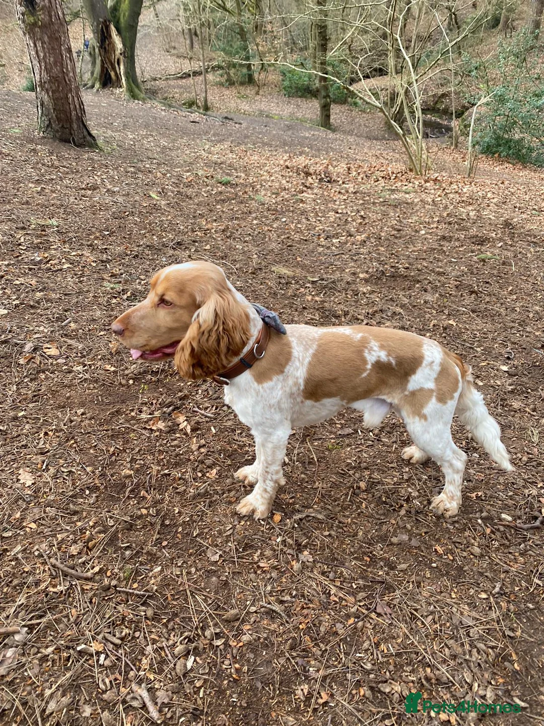 Cocker Spaniel dogs for stud: KC Reg Show Cocker Spaniel- Extensively DNA tested in Warrington - Advert 5