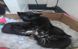 Domestic Shorthair cats for sale: 4 domestic kittens - Image 1