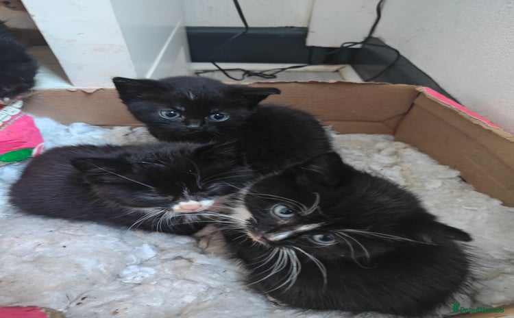 Domestic Shorthair cats - Advert 1