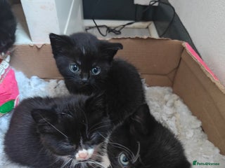 Domestic Shorthair cats - Advert 4