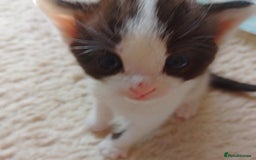 Ragdoll cats for sale: Ragdoll cross kittens x 5 - Image 1