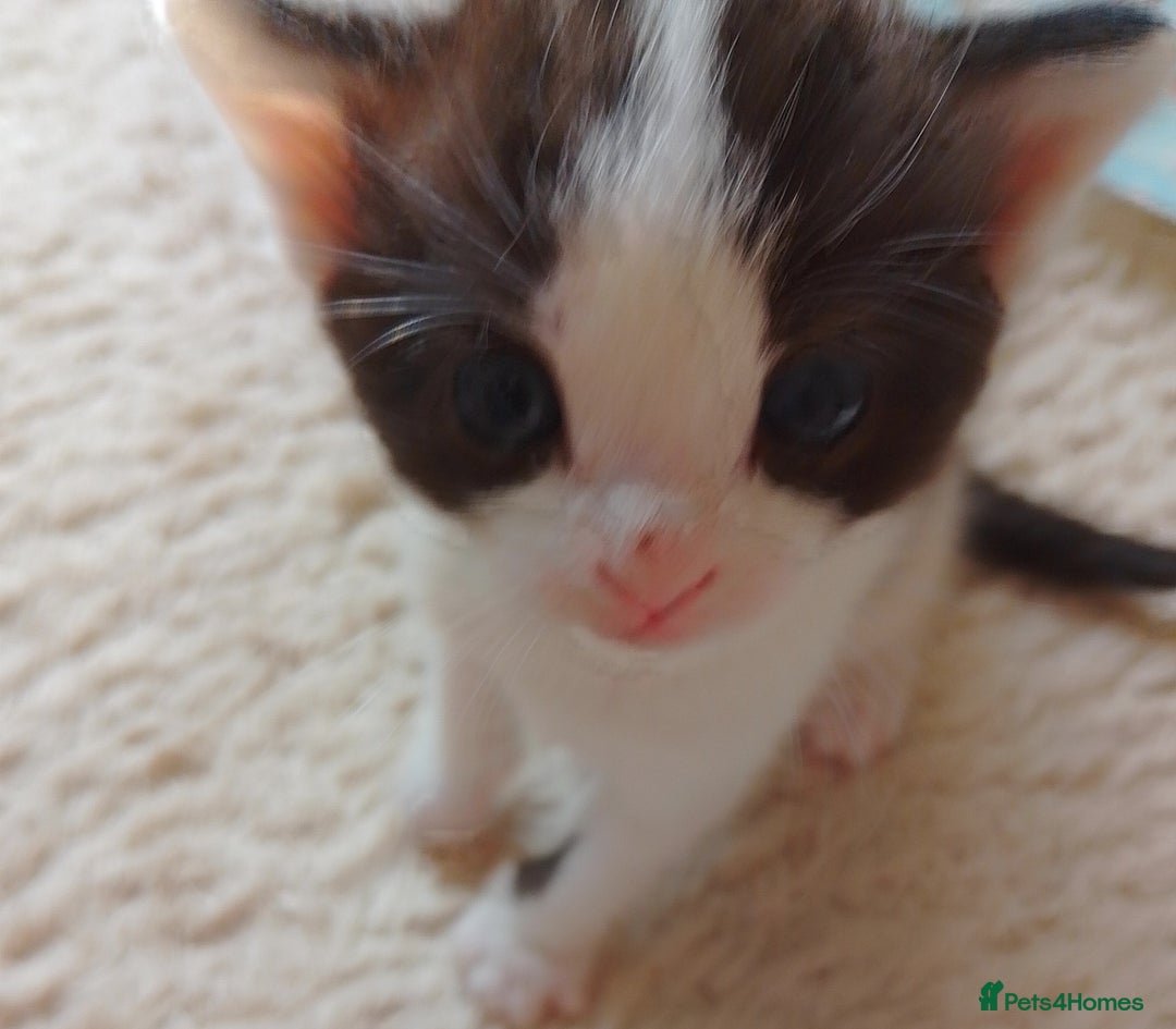 Ragdoll cats for sale: Ragdoll cross kittens x 5 - Image 1