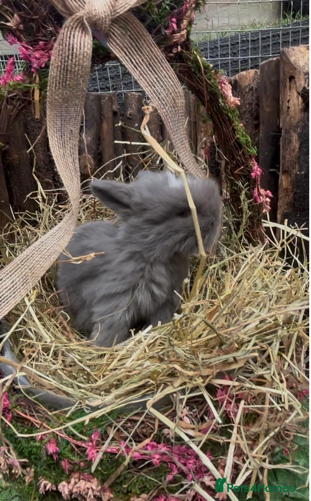 Mini Lion Lop rabbits for sale: Mini lop  - Advert 2