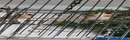Finches birds for sale: 2 male and 2 fimale  in Halifax - Advert 4