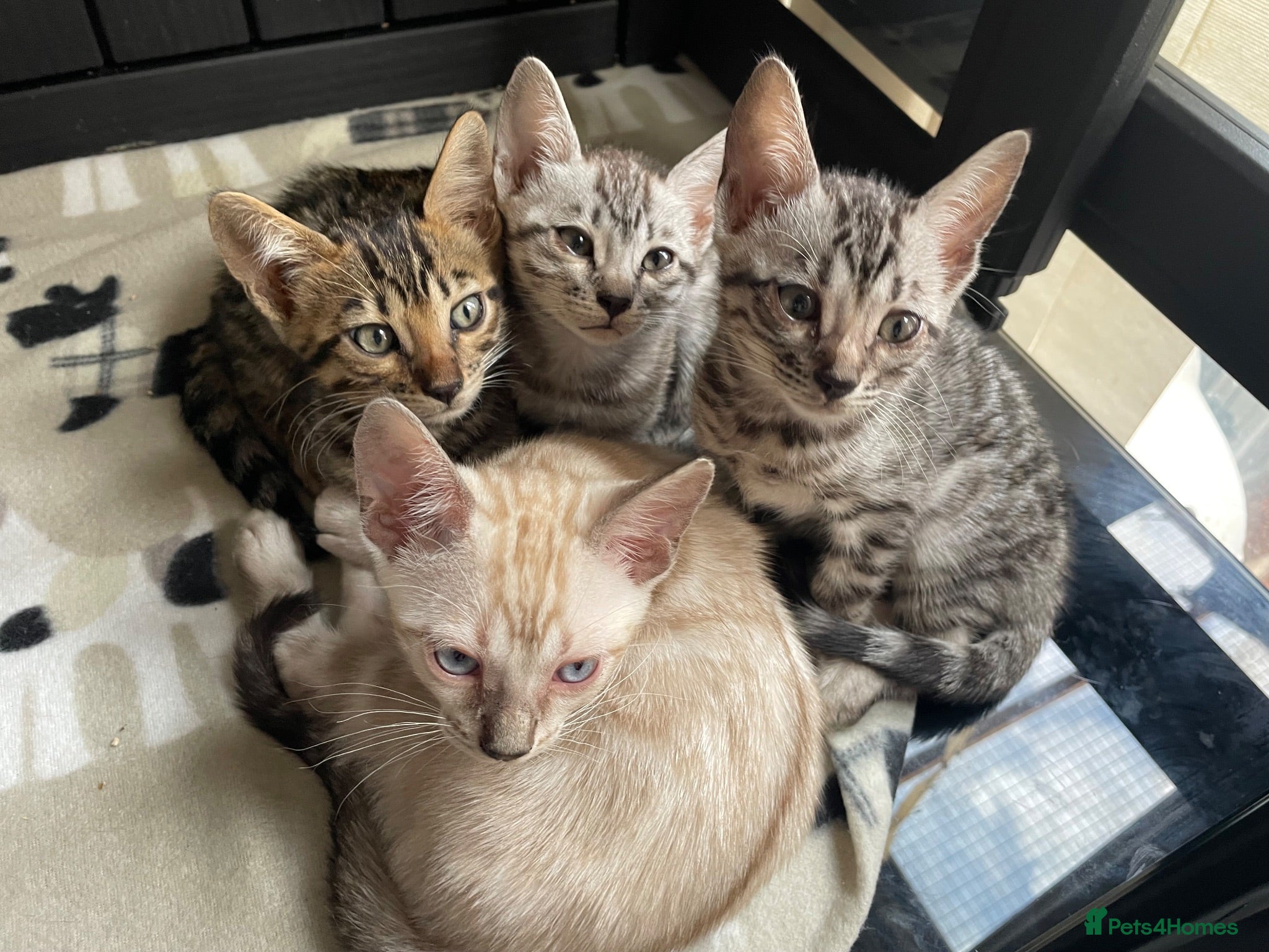 Bengal cats TICA Registered Bengal Kittens - Advert 3
