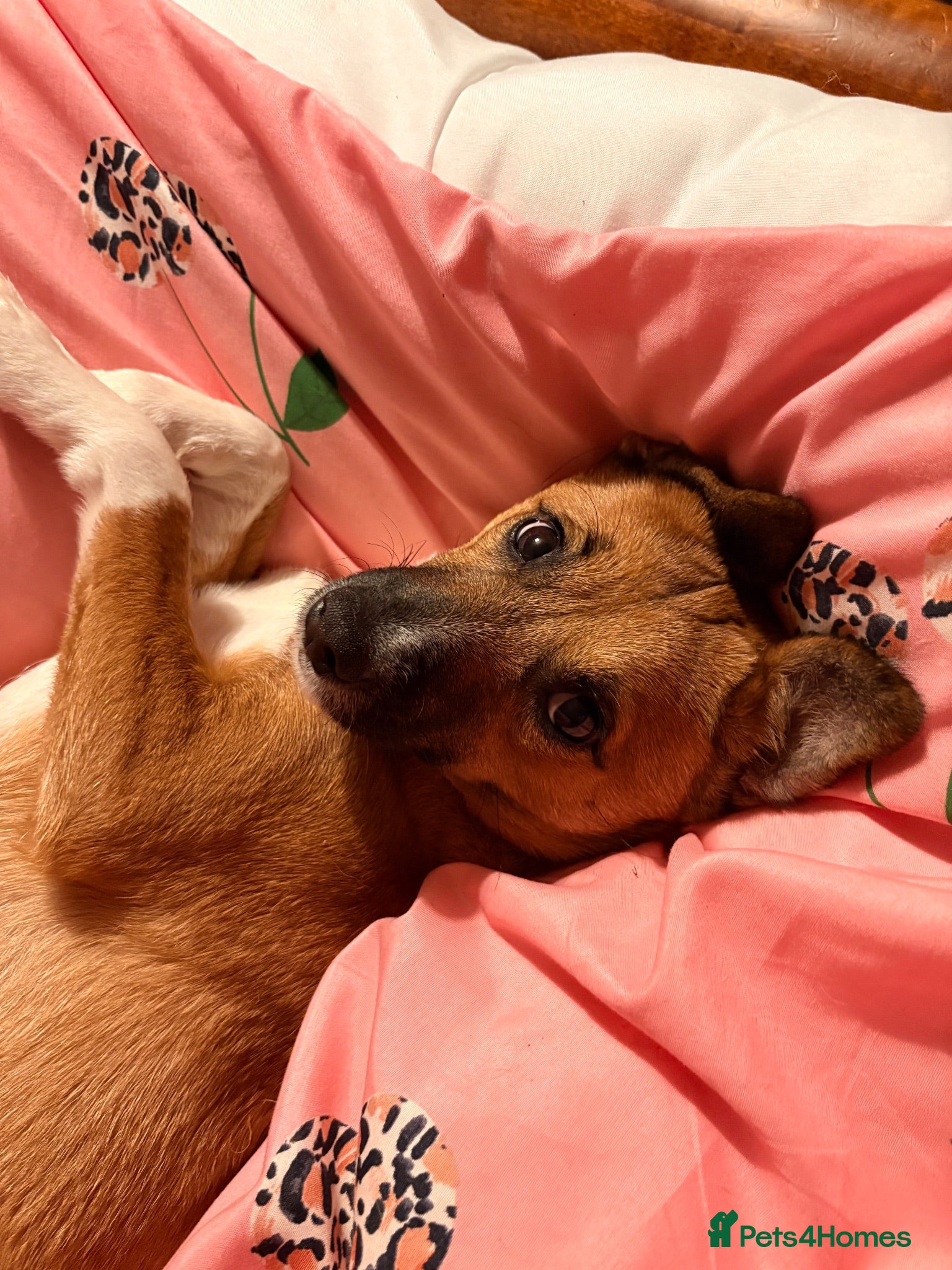 Patterjack dogs Foxy Roxy  - Advert 4