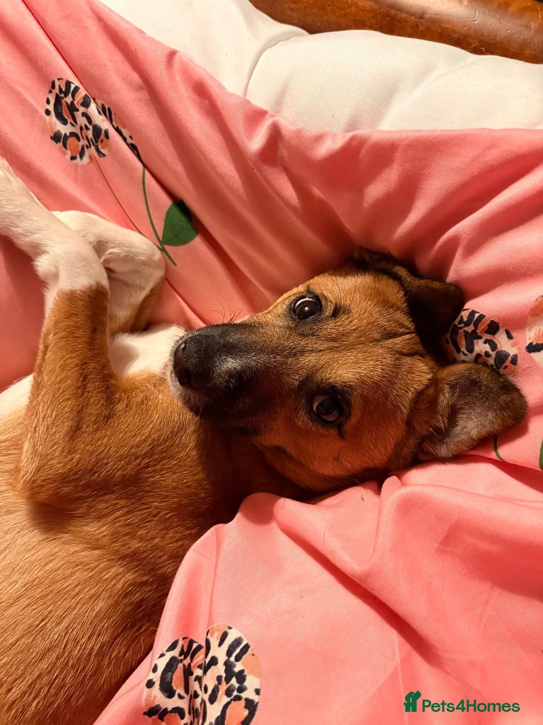 Patterjack dogs for sale: Foxy Roxy  - Advert 1