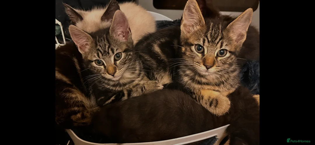 Maine Coon cats for sale: Gorgeous maincoon cross bengal baby girls - Advert 6
