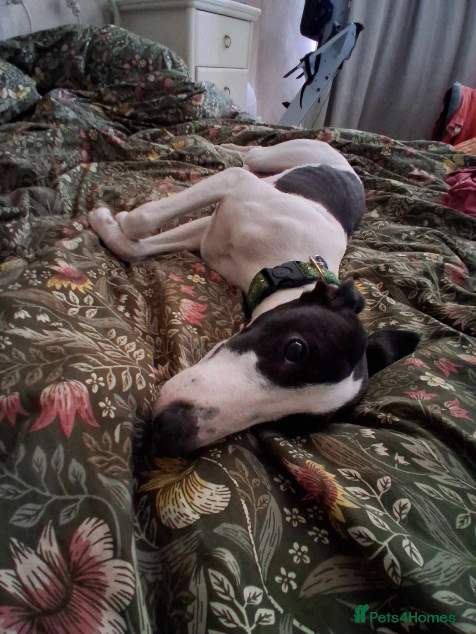 Lurcher dogs A new home for Suki - 7 month lurcher in Bristol - Advert 2