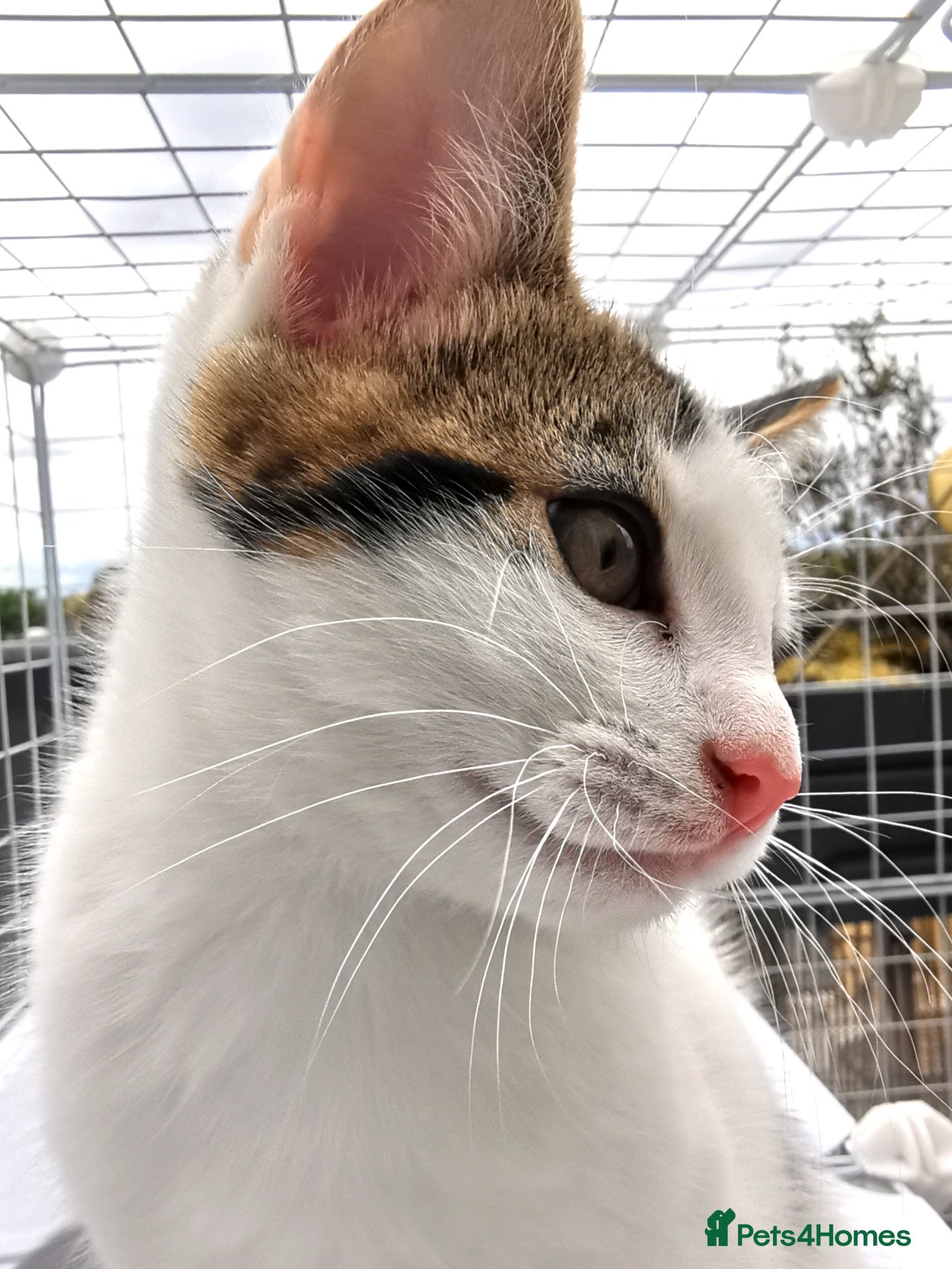 Mixed Breed cats for sale: Gorgeous, sweet natured & very playful kittens in London - Advert 6