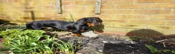 Miniature Dachshund dogs for stud: Miniature Dashchund for stud in Fakenham - Advert 5