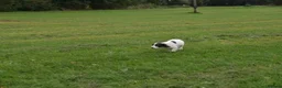 English Springer Spaniel dogs for sale: Working English springer spaniels  - Advert 32