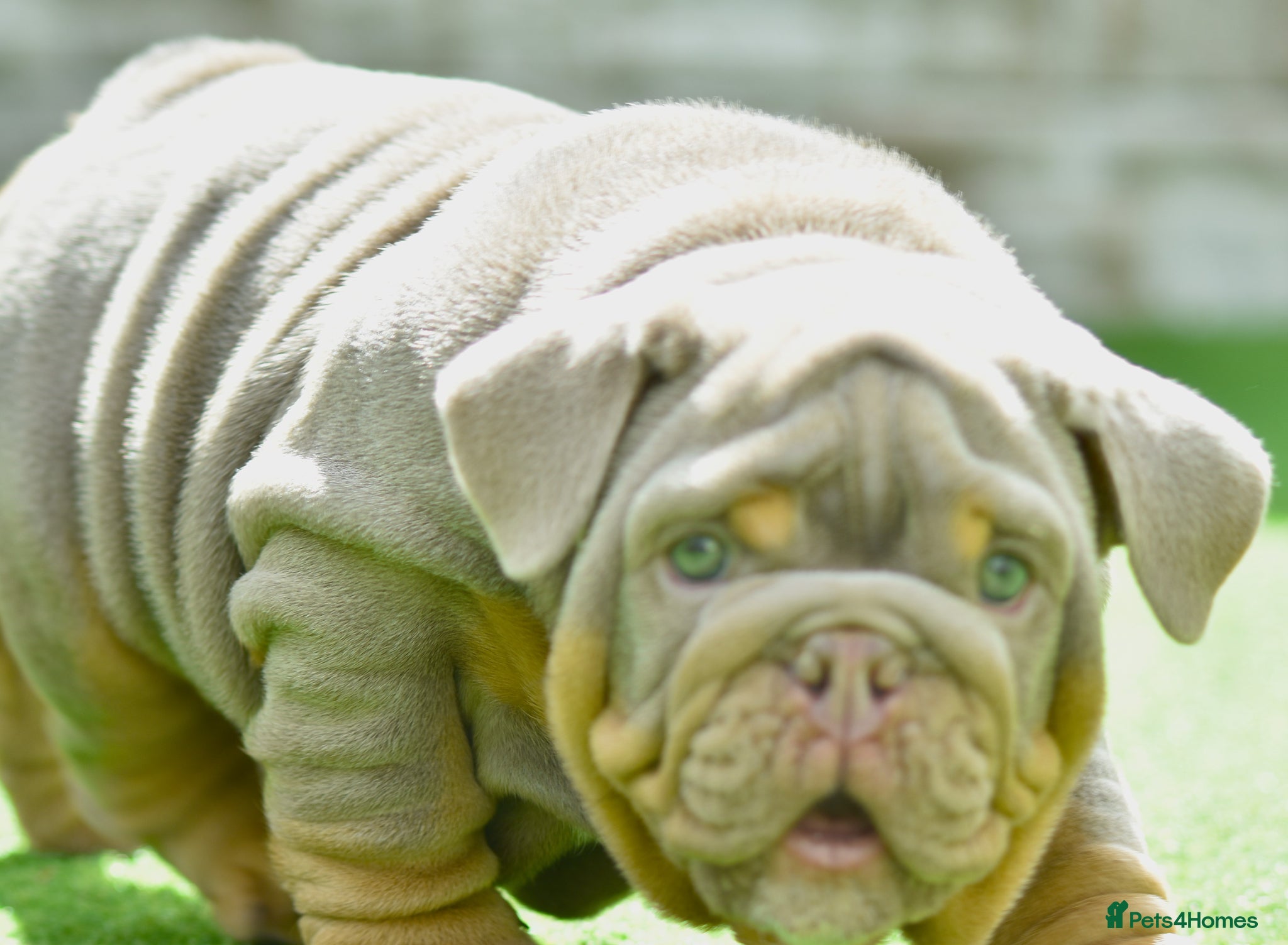 English Bulldog dogs This Mega boy is still available  - Advert 8