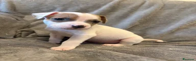 Bo 