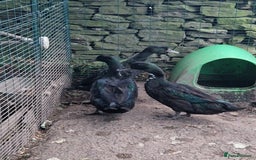 Ducks poultry for sale: 3 cayuga ducks  - Image 2