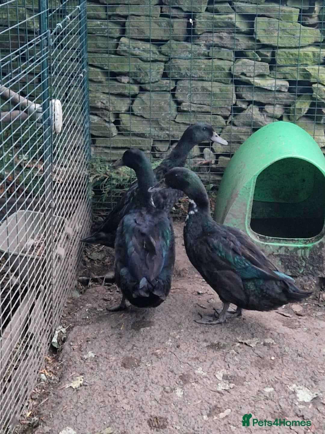 Ducks poultry for sale: 3 cayuga ducks  - Image 2