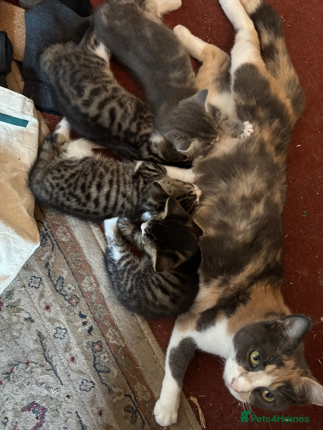 Mixed Breed cats for sale: Two gorgeous female tabby and white kittens - Advert 1