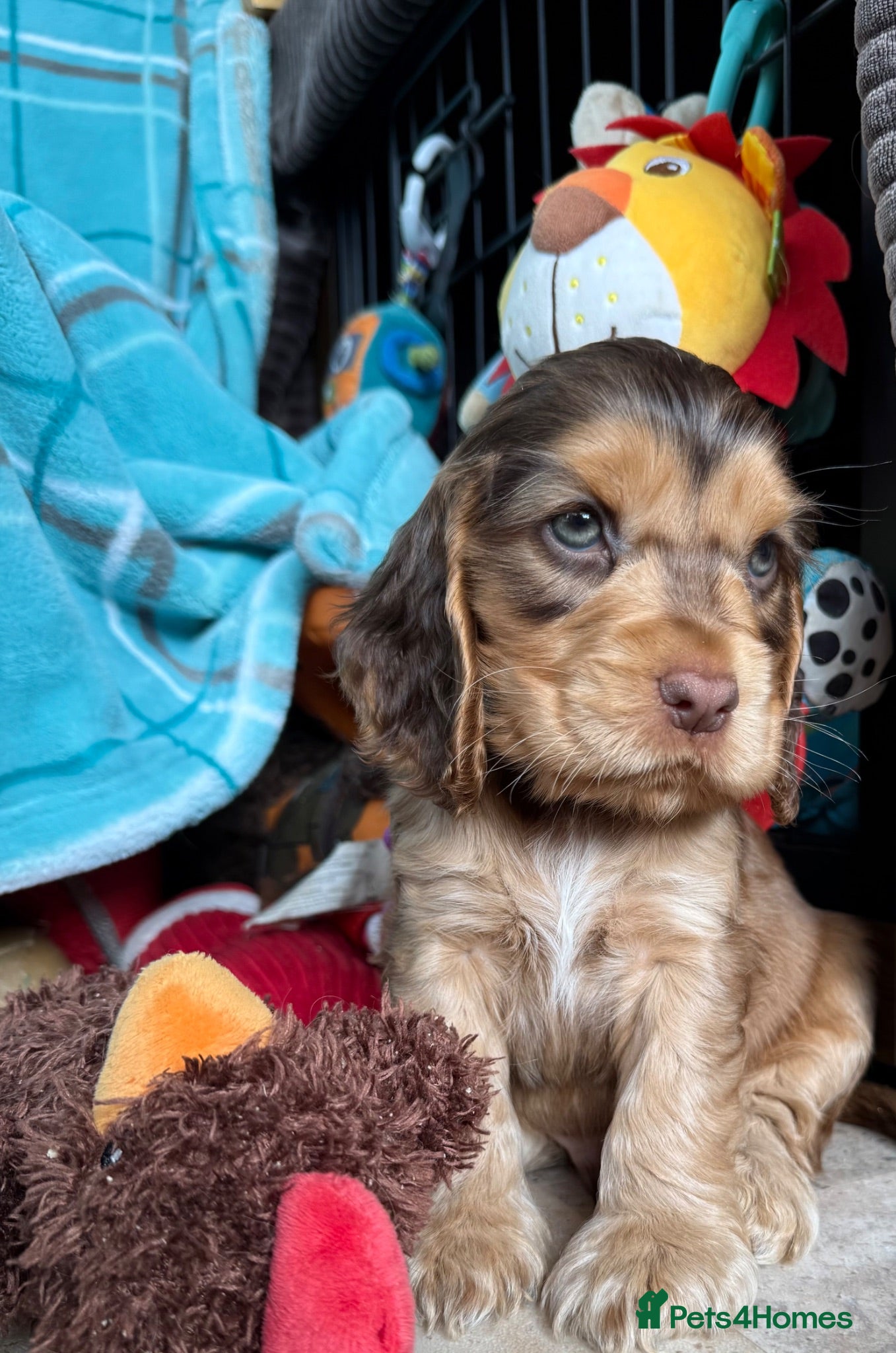 Cocker Spaniel dogs Outstanding show cocker spaniels - KC - Advert 1