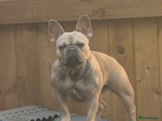 French Bulldog dogs French bulldog puppys - Advert 1