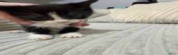 Mixed Breed cats for sale: Mixed breed kittens for sale in Brierley Hill - Advert 10