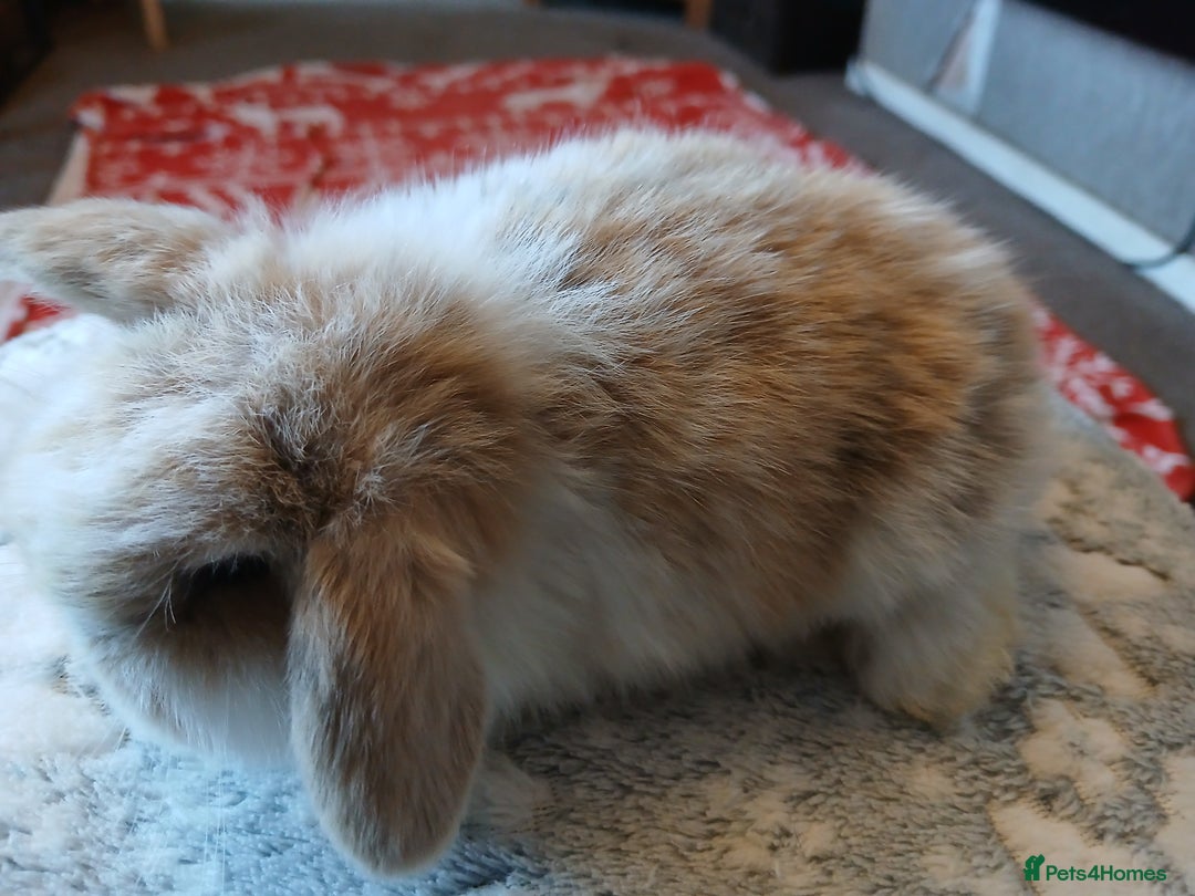 Mini Lop rabbits for sale: Stunning pure bred mini lops RTR - Advert 7