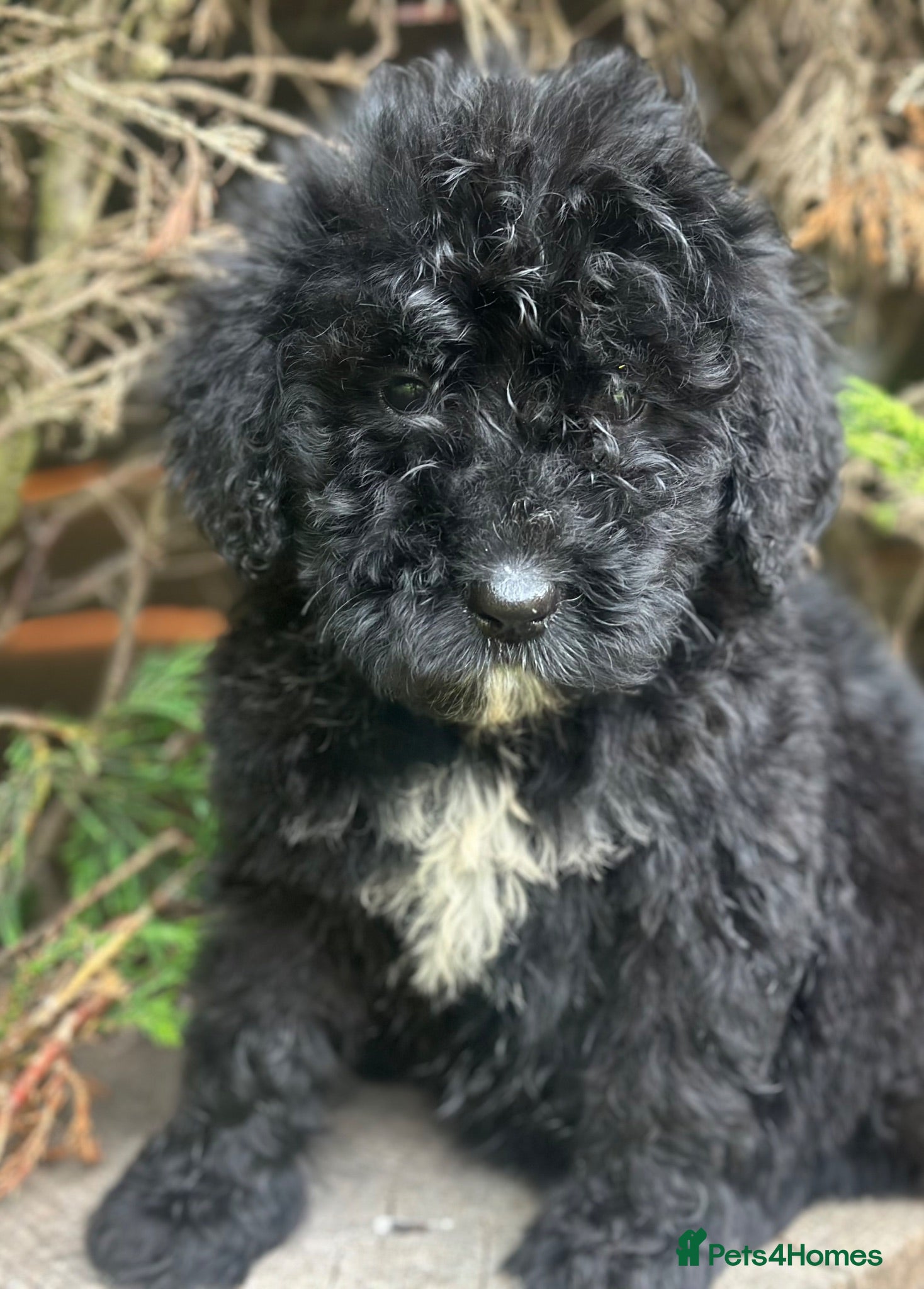 Bernedoodle dogs F1 STANDARD BERNADOODLES LAST 2 B/W GIRLS REDUCED - Advert 2