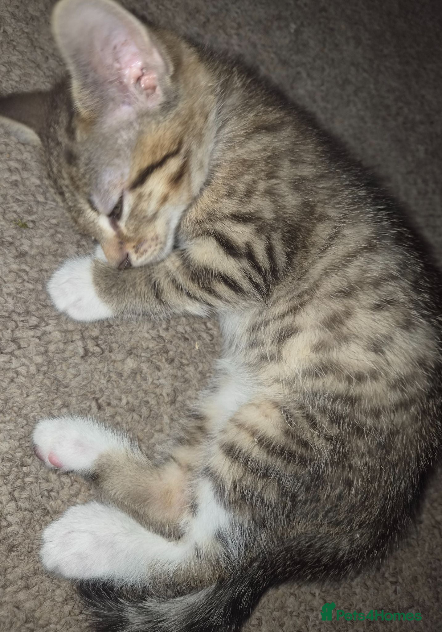 Mixed Breed cats 5 kittens gor sale in melksham  - Advert 12