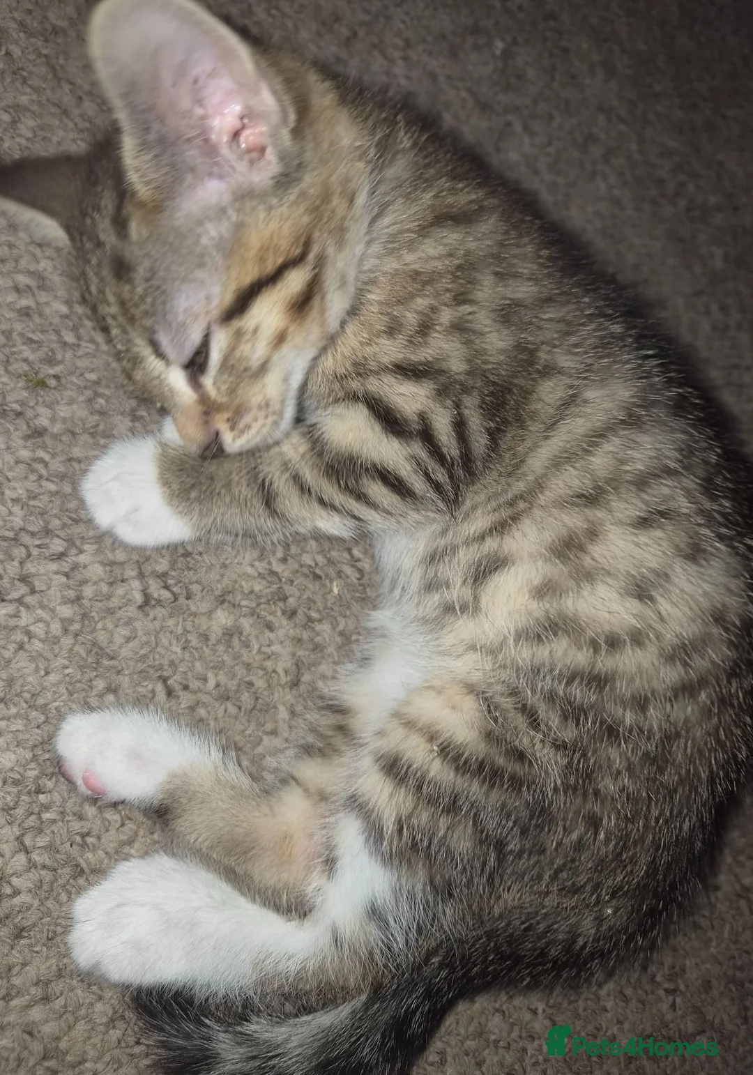 Mixed Breed cats for sale: 5 kittens gor sale in melksham  in Melksham - Advert 1